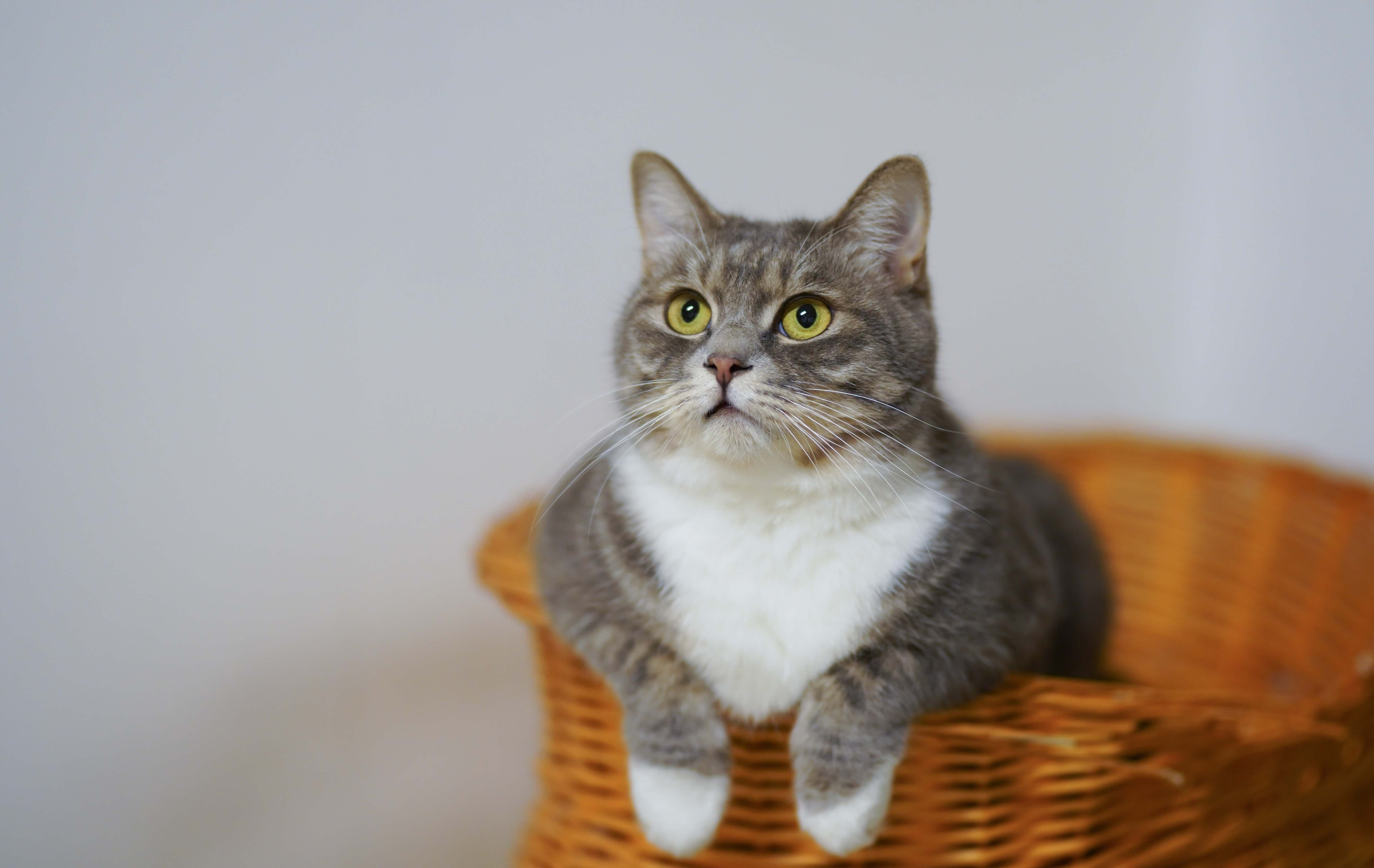 imagen de gato